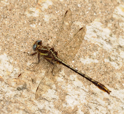 Male
2009_05_22_Oconee_SC_Rabun_GA